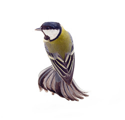 Image showing Great tit,  isolated