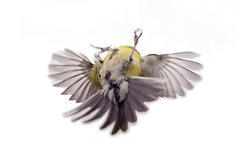 Image showing Great tit,  isolated