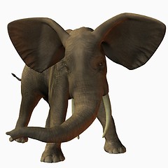 Image showing African Elephant