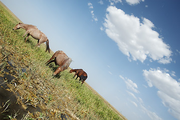 Image showing Serene horses