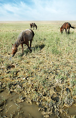 Image showing Three horses