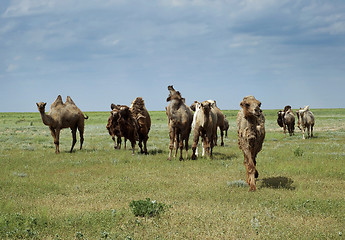 Image showing Camels going in the steppe