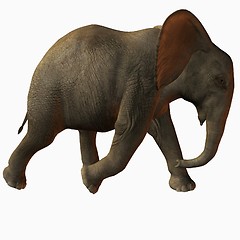 Image showing Baby Elephant