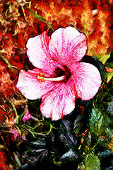 Image showing Hibiscus Painting