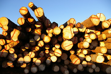 Image showing Lumber