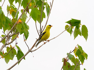 Image showing Goldfinch on a branch