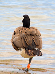 Image showing Canada goose on one leg