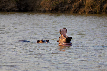 Image showing Wild Hippopotamus