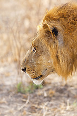 Image showing Wild lion