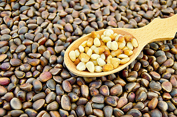 Image showing Cedar nuts in a spoon against