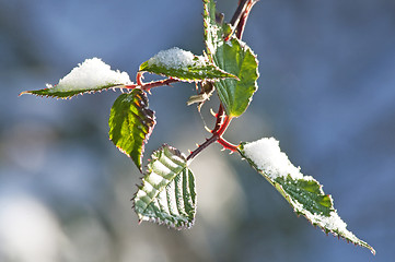 Image showing blackbeery leaves with snow