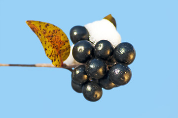 Image showing privet berries with snow hat