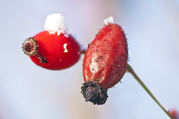 Image showing rose hip with snow hat