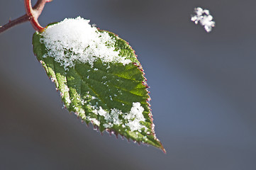 Image showing blackbeery leaf with snow