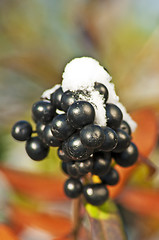 Image showing privet berries with snow hat