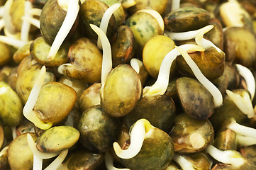 Image showing lentil sprouts