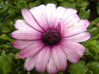 Image showing Purple Flower