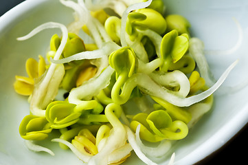 Image showing radish sprouts