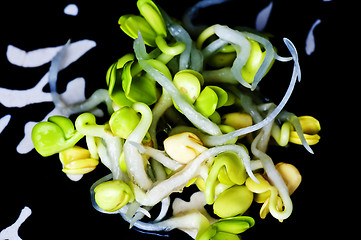 Image showing radish sprouts