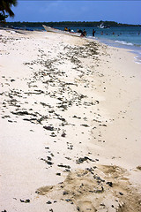 Image showing seaweed in  republica dominicana