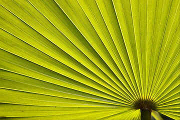 Image showing green texture  in bahamas