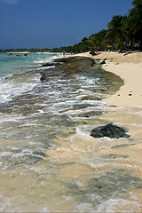 Image showing  tree in dominicana