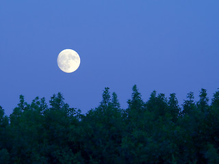 Image showing Bright full moon over trees at dusk