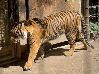 Image showing Sumatran tiger prowls at the zoo