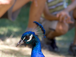 Image showing Bright blue peacock and audience