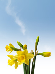 Image showing Daffodils