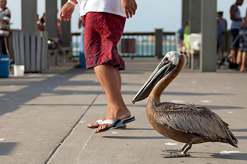 Image showing Brave Florida Pelican