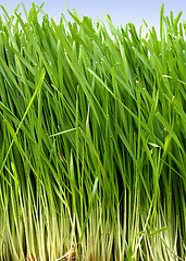 Image showing Grass