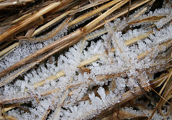 Image showing Crispy, frozen gras