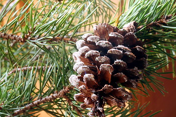 Image showing Pine