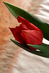 Image showing Red tulips