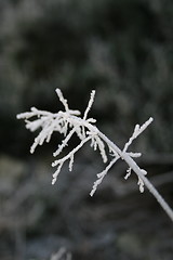 Image showing Frozen Straw