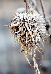 Image showing Frozen Straw