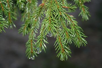 Image showing trees