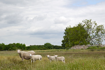 Image showing Courious sheep