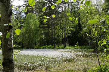 Image showing Cotton grass in forest