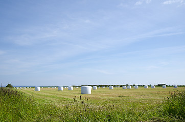 Image showing Field of plastic bales