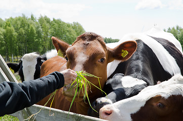 Image showing Feeding cows