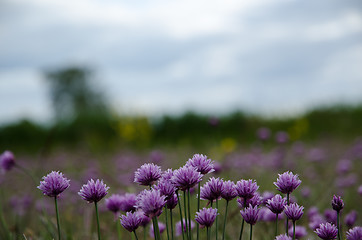 Image showing Blossom onions