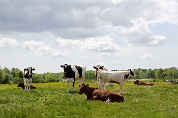 Image showing Resting cows