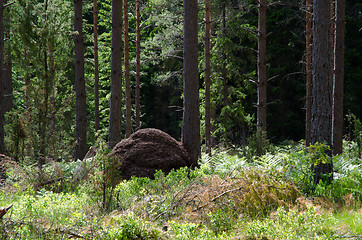 Image showing Ant hill