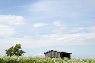 Image showing Cow parsley at house