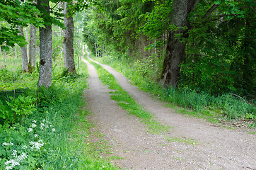 Image showing Green dirt road