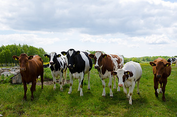 Image showing Courious cows