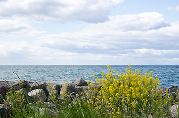 Image showing Rape plant at coast