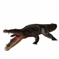 Image showing Crocodile